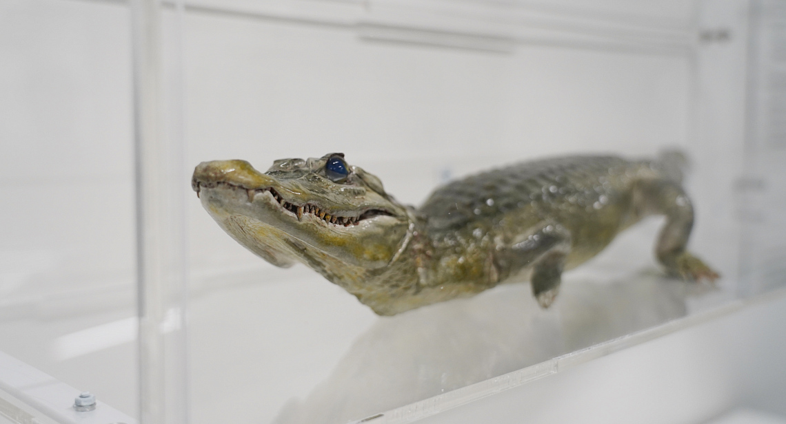 В музее СУНЦ НГУ подготовили новое место для экспоната с крокодилом